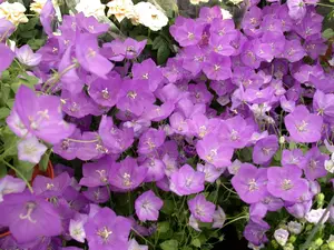 persicifolia - afbeelding 4