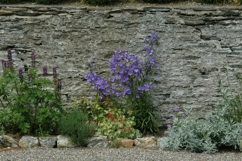 persicifolia campanula P9 - afbeelding 5