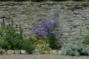 persicifolia campanula P9 - afbeelding 5