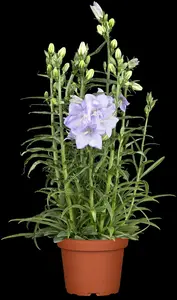 persicifolia - afbeelding 1
