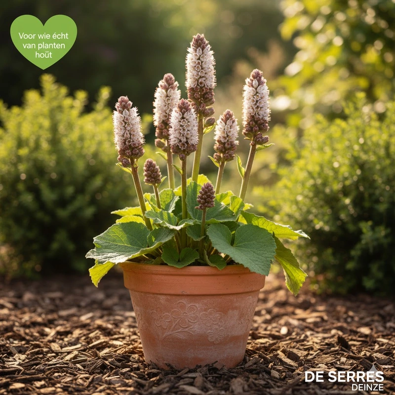 Petasites hybridus P9