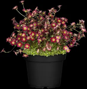 saxifraga (a) 'peter pan' P9 - afbeelding 3
