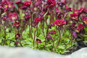 saxifraga (a) 'peter pan' P9 - afbeelding 4