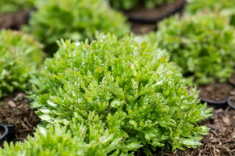 saxifraga (a) 'peter pan' P9 - afbeelding 5