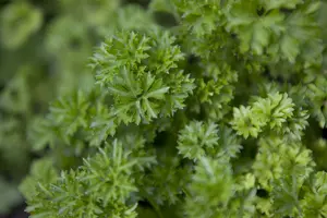 peterselie dubbel gekrulde - afbeelding 2