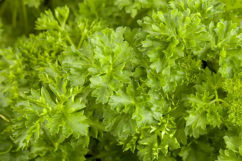 peterselie dubbel gekrulde robust - afbeelding 6