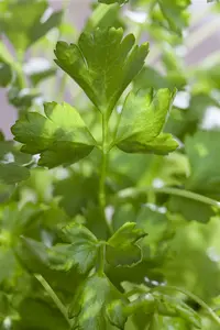 Petroselinum crisp. 'Neapolitanum' P9 - afbeelding 1