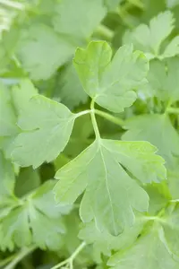 Petroselinum crisp. 'Neapolitanum' P9 - afbeelding 3