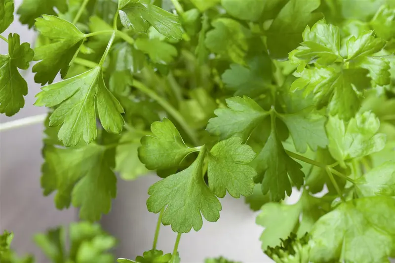 Petroselinum crisp. 'Neapolitanum' P9 - afbeelding 2