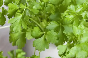 Petroselinum crisp. 'Neapolitanum' P9 - afbeelding 2