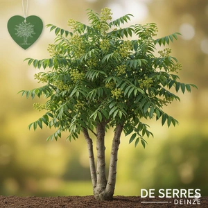 Phellodendron amurense  (300-350)