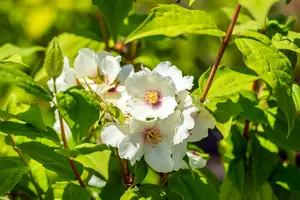 Philadelphus 'Belle Etoile' 100-125   C12