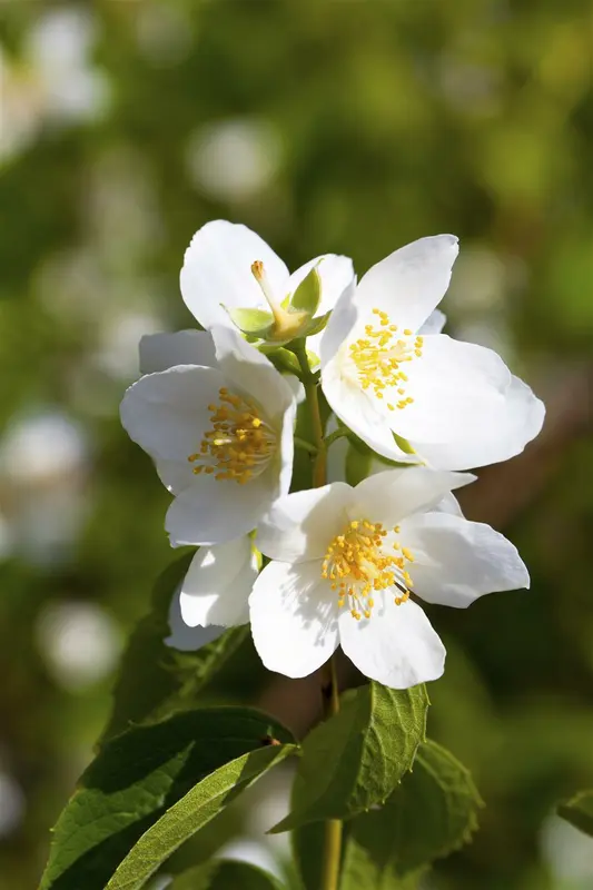 Philadelphus coronarius 100-125   C12 - afbeelding 4