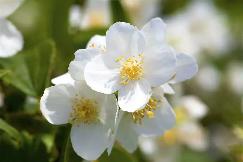 Philadelphus coronarius 100-125   C12 - afbeelding 2