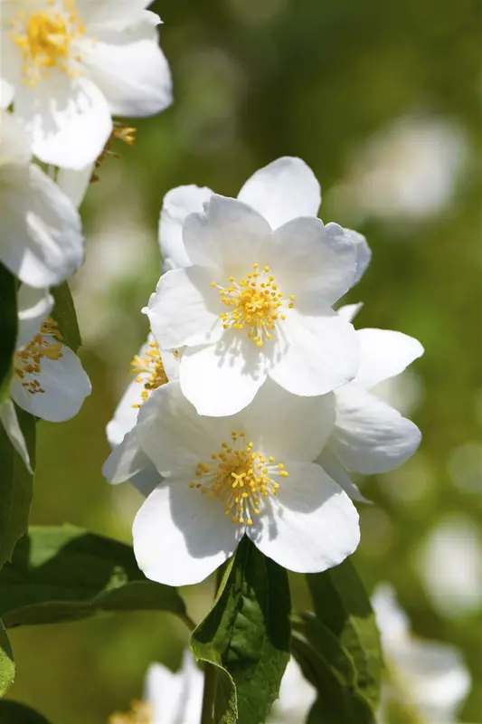 philadelphus coronarius (150-175 cm) - afbeelding 3