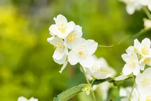 philadelphus coronarius (150-175 cm) - afbeelding 5
