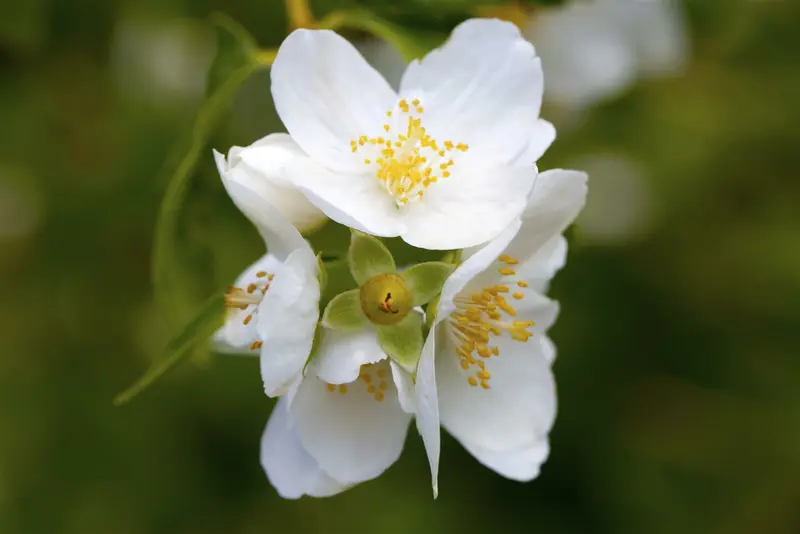 philadelphus coronarius (150-175 cm) - afbeelding 1
