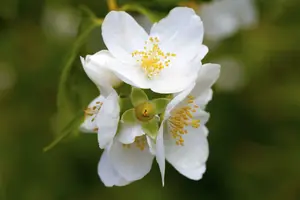 philadelphus coronarius (150-175 cm) - afbeelding 5