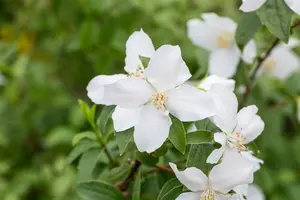Dame Blanche