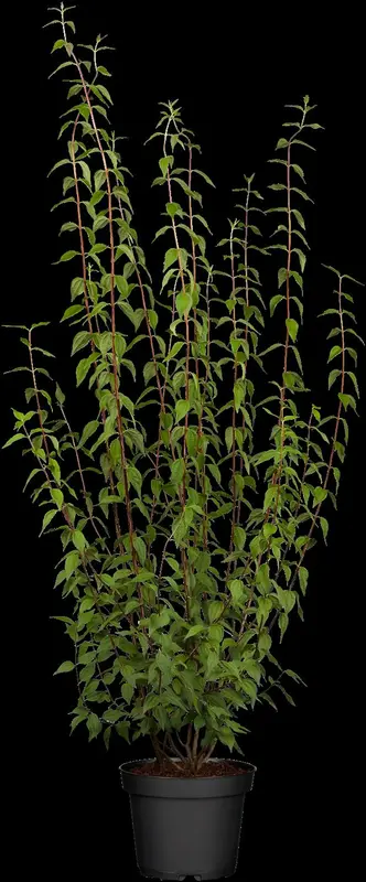 x lemoinei