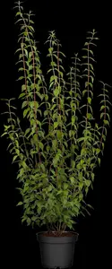 x lemoinei
