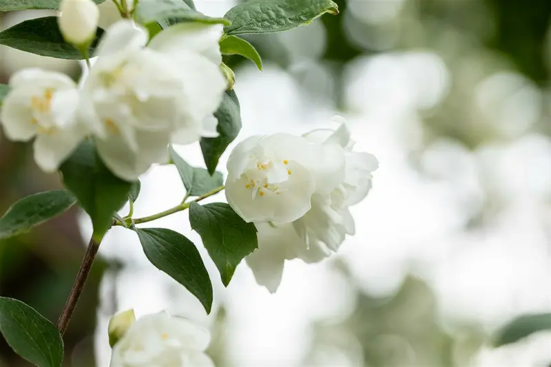 Philadelphus 'Virginal' 125-150   KLUIT - afbeelding 2