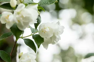 Philadelphus 'Virginal' 150-175   KLUIT - afbeelding 2