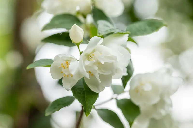 Philadelphus 'Virginal' 150-175   KLUIT - afbeelding 3