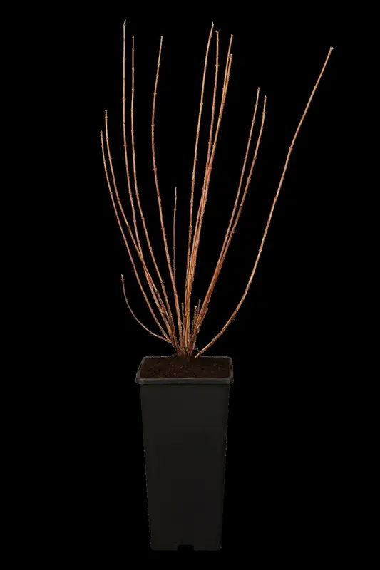 Virginal - afbeelding 1