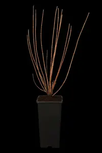 Virginal - afbeelding 5