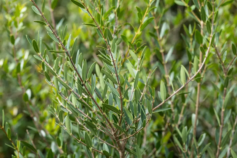 Phillyrea ang. 'Rosmarinifolia' 50- 60   C7,5