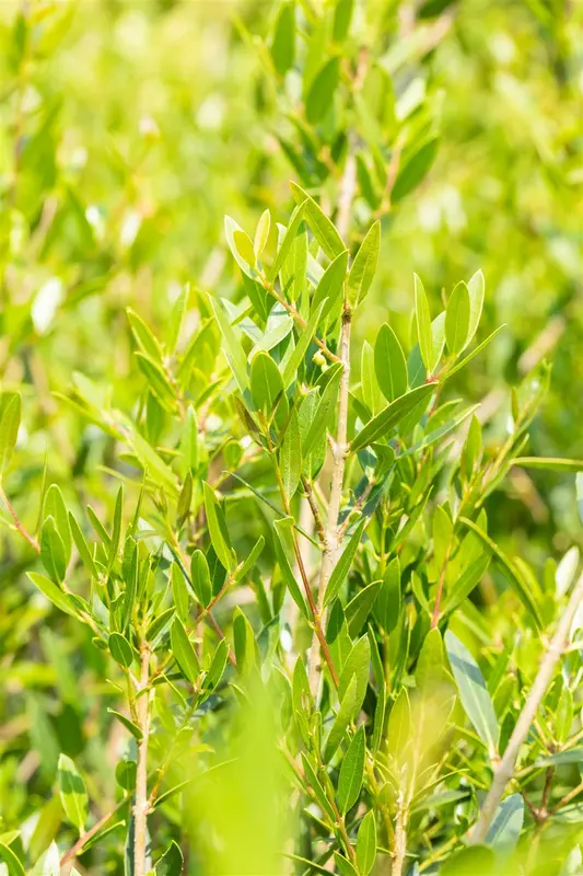 Phillyrea angustifolia 140-160   KLUIT - afbeelding 4