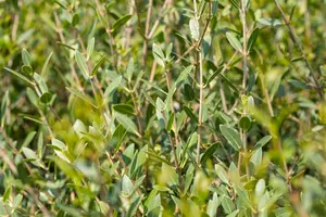 Phillyrea angustifolia 200-250   C375 MRST