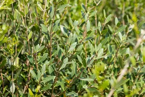 Phillyrea angustifolia 200-250   C375 MRST - afbeelding 3