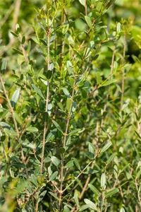 Phillyrea angustifolia 225-250   C500 MRST - afbeelding 2