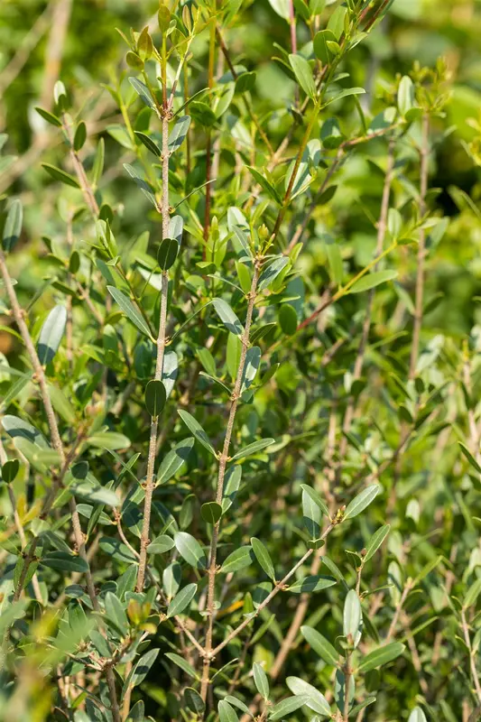 phillyrea angustifolia (40- 60cm) - afbeelding 2