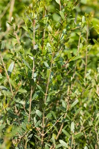 phillyrea angustifolia (40- 60cm) - afbeelding 2