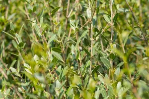 phillyrea angustifolia (40- 60cm) - afbeelding 1
