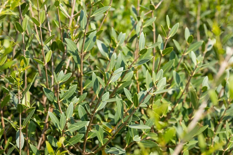 phillyrea angustifolia (40- 60cm) - afbeelding 3