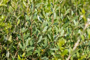 phillyrea angustifolia (40- 60cm) - afbeelding 3