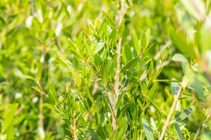 phillyrea angustifolia (40- 60cm) - afbeelding 5