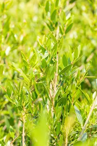 phillyrea angustifolia (50- +cm) - afbeelding 4