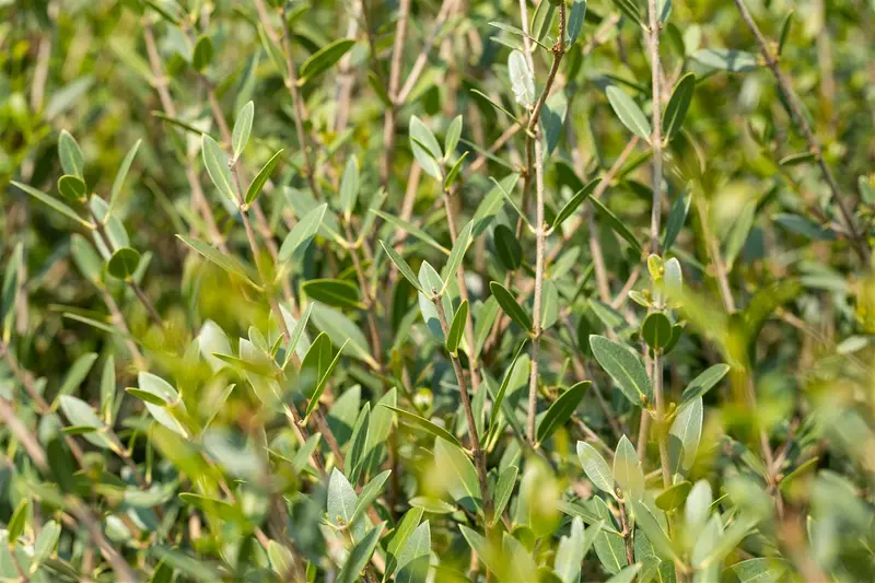 Phillyrea angustifolia 60- 80   C5 - afbeelding 1