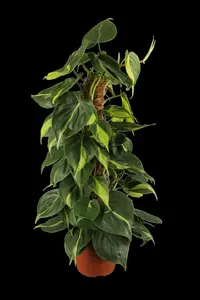 philodendron scandens 'brasil' p12 - afbeelding 5