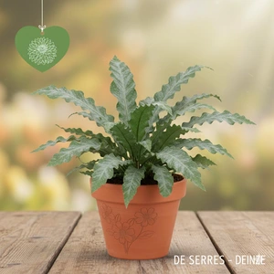 phlebodium aureum davana hangpot p20 h40