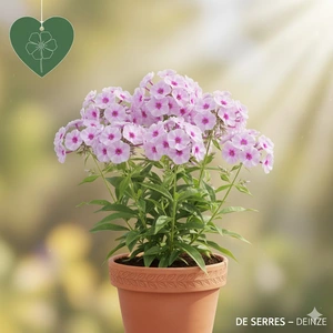 Phlox douglasii 'Eva' P9