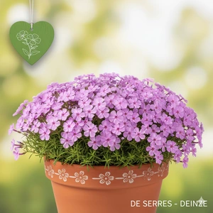 Phlox douglasii 'Lilac Cloud' P9