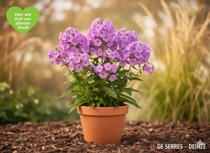 Phlox carolina 'Alpha' P9