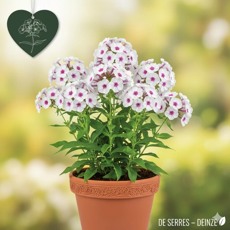 Phlox carolina 'Delta' P9