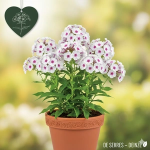 Phlox carolina 'Delta' P9